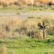 Busard Saint-Martin dans le marais Audubon